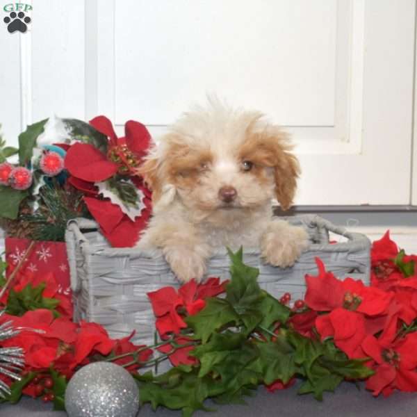 Flurry, Miniature Poodle Mix Puppy