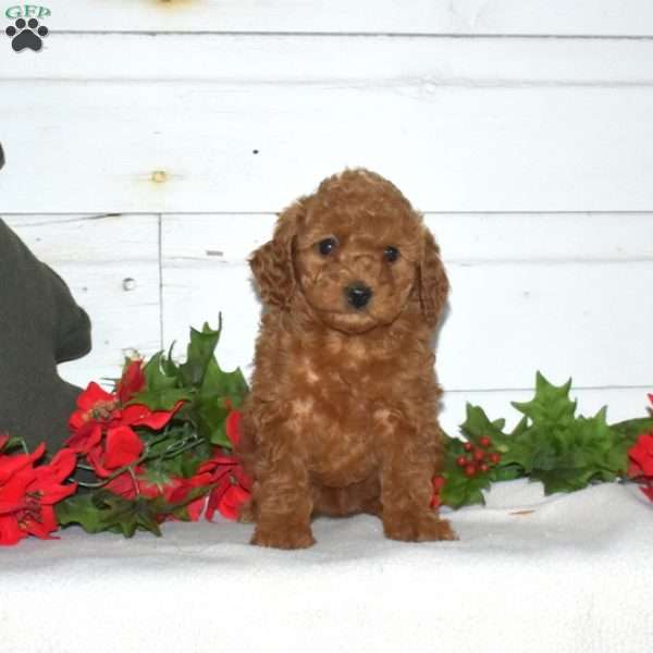 Flurry, Miniature Poodle Puppy