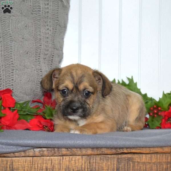 Flurry, French Bulldog Mix Puppy