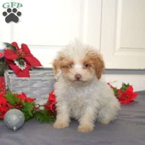 Flurry, Miniature Poodle Mix Puppy