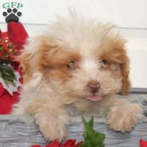 Flurry, Miniature Poodle Mix Puppy