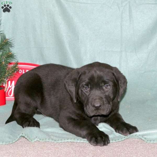 Forest, Black Labrador Retriever Puppy