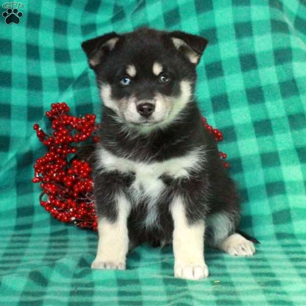 Foster, Pomsky Puppy