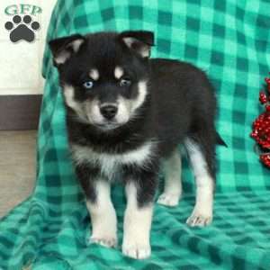 Foster, Pomsky Puppy