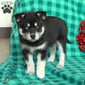 Foster, Pomsky Puppy