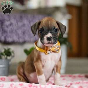 Frank, Boxer Puppy