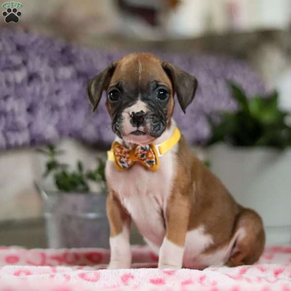 Frank, Boxer Puppy