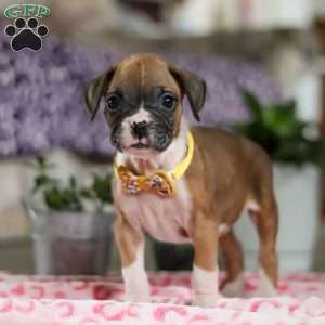 Frank, Boxer Puppy