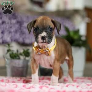 Frank, Boxer Puppy