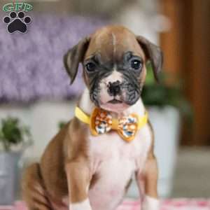 Frank, Boxer Puppy