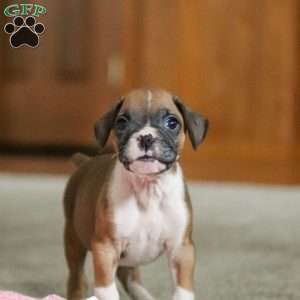 Frank, Boxer Puppy