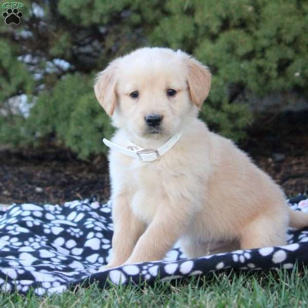 Frank, Golden Retriever Puppy