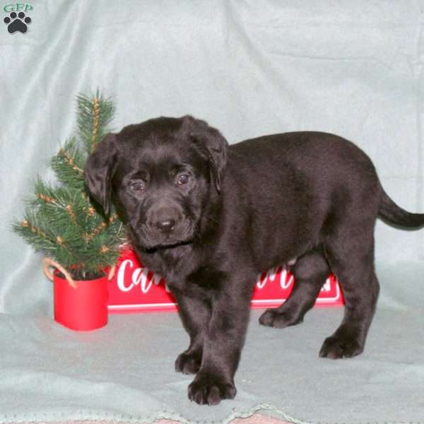 Frank, Black Labrador Retriever Puppy