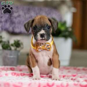 Frank, Boxer Puppy