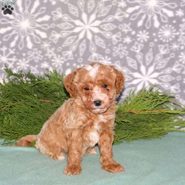 Franklin-F1BB, Mini Goldendoodle Puppy