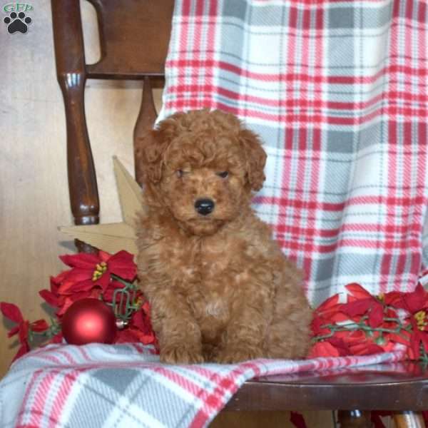 Franklin, Mini Goldendoodle Puppy