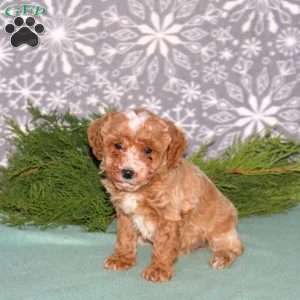 Franklin-F1BB, Mini Goldendoodle Puppy