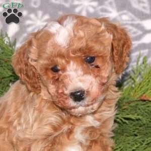 Franklin-F1BB, Mini Goldendoodle Puppy