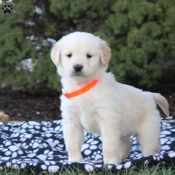 Fred, Golden Retriever Puppy