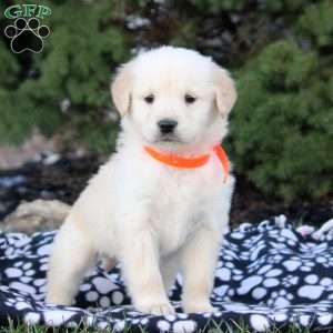 Fred, Golden Retriever Puppy