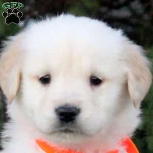 Fred, Golden Retriever Puppy