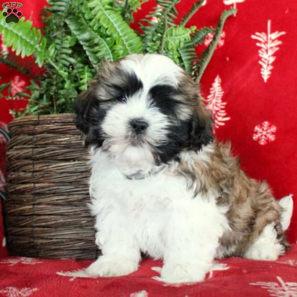 Fred, Shih Tzu Puppy