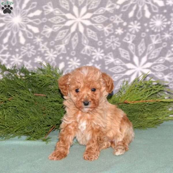 Freddie-F1BB, Mini Goldendoodle Puppy