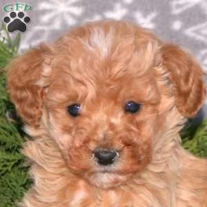 Freddie-F1BB, Mini Goldendoodle Puppy