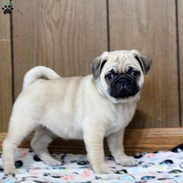 Freddy, Pug Puppy