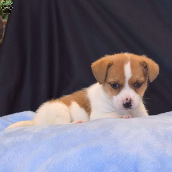 Fredy, Jack Russell Terrier Puppy