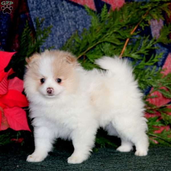 Frisky, Pomeranian Puppy