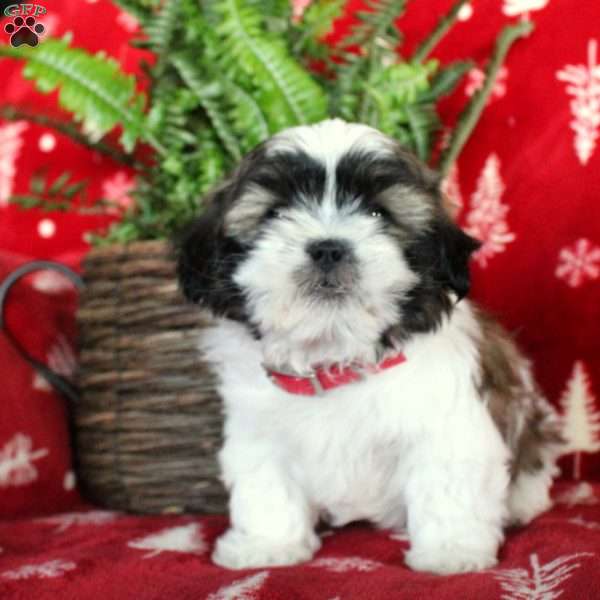 Fritz, Shih Tzu Puppy