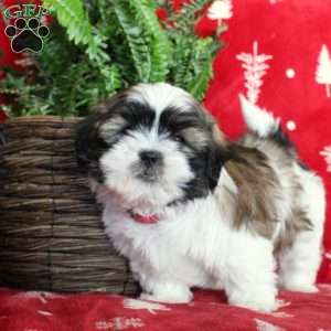 Fritz, Shih Tzu Puppy