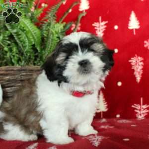 Fritz, Shih Tzu Puppy