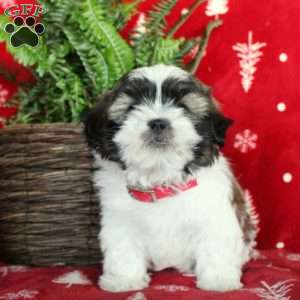 Fritz, Shih Tzu Puppy