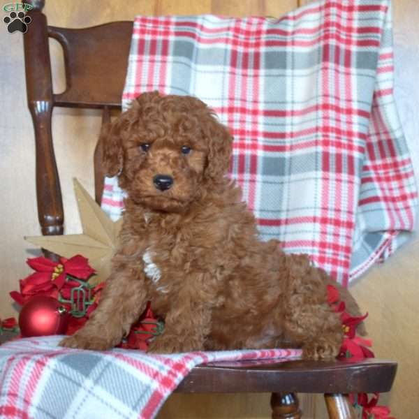 Frost, Mini Goldendoodle Puppy