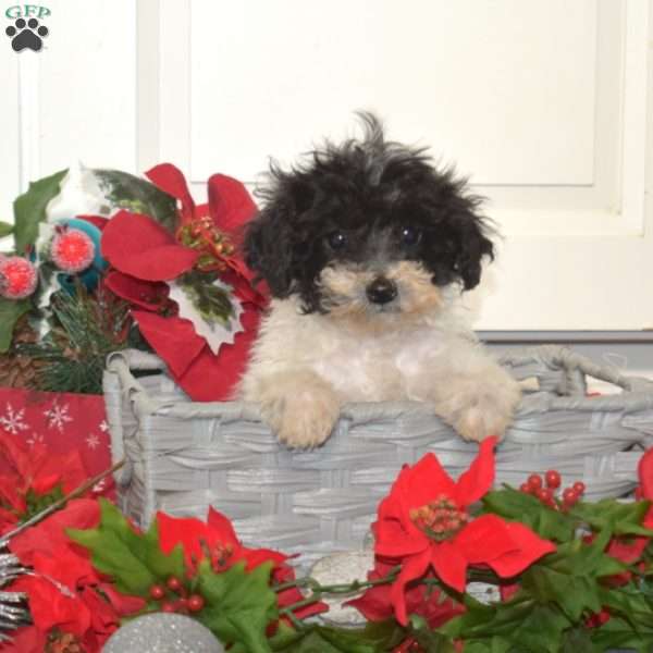 Frosty, Miniature Poodle Mix Puppy