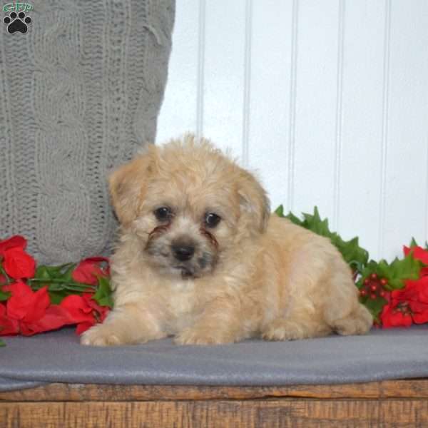 Frosty, French Bulldog Mix Puppy