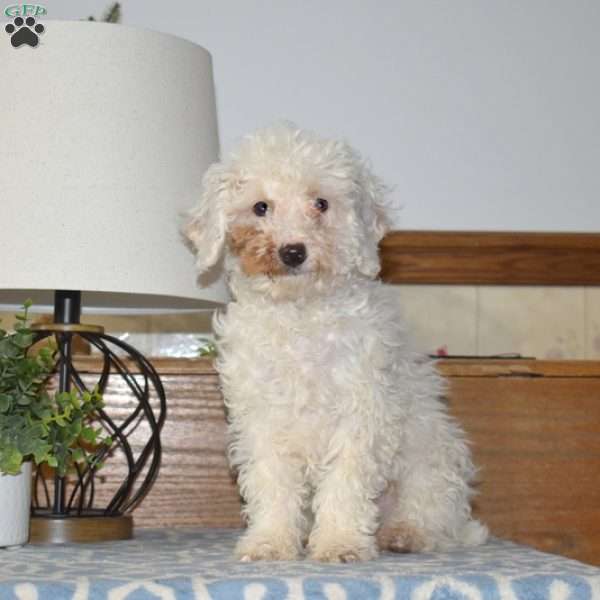 Frosty, Miniature Poodle Puppy