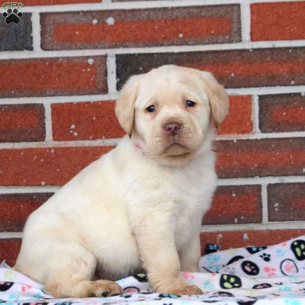 Frosty, Yellow Labrador Retriever Puppy