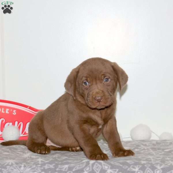 Frosty, Chocolate Labrador Retriever Puppy