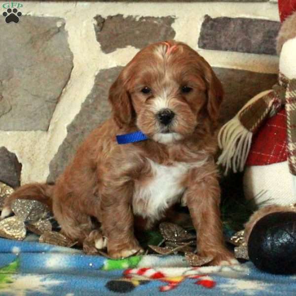 Frosty, Mini Goldendoodle Puppy