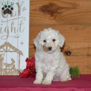 Frosty, Miniature Poodle Puppy