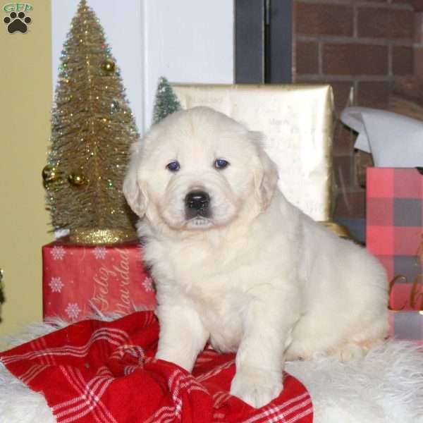 Frosty, English Cream Golden Retriever Puppy