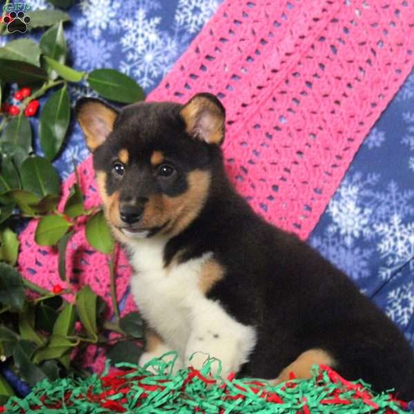 Frosty, Shiba Inu Mix Puppy