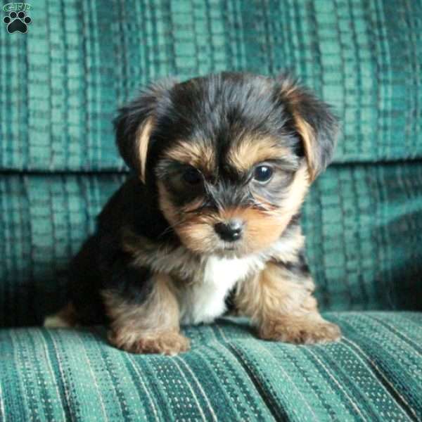 Frosty, Yorkie Puppy