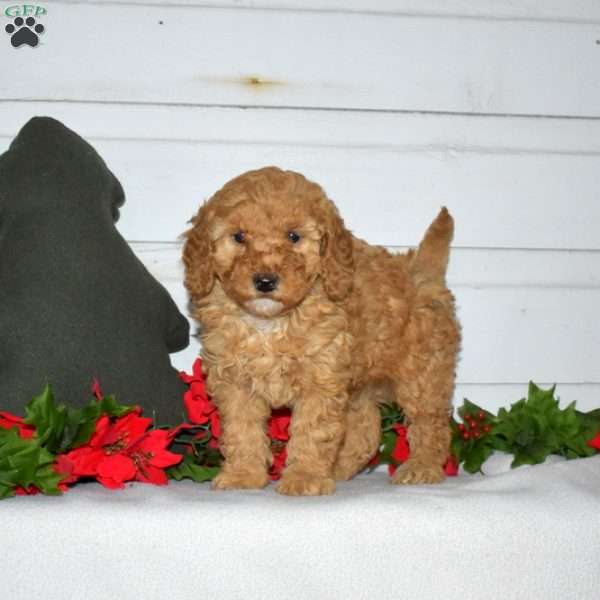 Frosty, Miniature Poodle Puppy