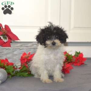 Frosty, Miniature Poodle Mix Puppy