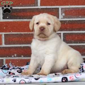 Frosty, Yellow Labrador Retriever Puppy