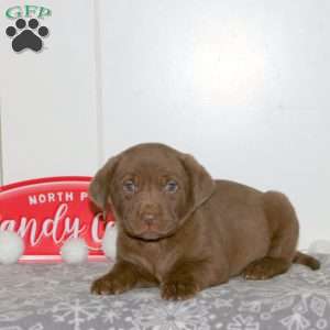 Frosty, Chocolate Labrador Retriever Puppy